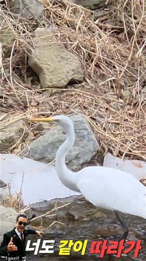 너도 따라가봐? #Shorts