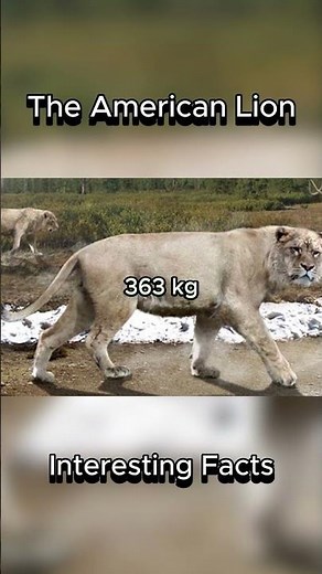 American Lion - Panthera Atrox