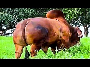 Red Brahman Bulls