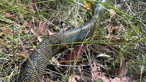I came across this healthy looking Diamond Python recently on one of my bushwalks #python #pythons #snakes #reptilelover #royalnationalpark | Find My Australia