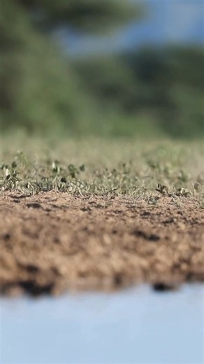 Helmeted Guineafowl: This is the most common and widespread type of guinea fowl in East Africa #discoverafricawildlife #birds | Discover Africa Wildlife