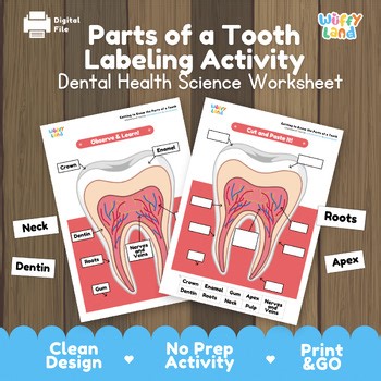 Parts of a Tooth Labeling Diagram Cut and Paste Activity | Dental Health Month