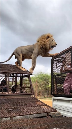 Seeing a lion up close is an epic safari experience