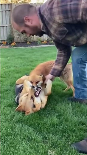 Fox Attacks the Family Dog | Owner Rushes In | Backyard Rescue Twist 🦊🐶⚡️#fox #dog #animals
