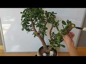 Large Jade plant: Crazy Drastic pruning for better structure