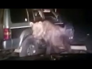 Bear Goes on Rampage After Being Run Over