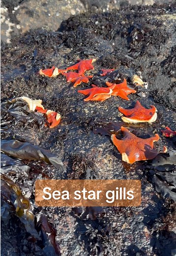 Do you call them sea stars or starfish? 🤓 #starfish #tidepool #marinebiology #learnontiktok #tiktoklearningcampaign