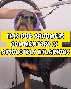 9.4M views · 91K reactions | This girls commentary of her dog grooming job is absolutely hilarious!藍識 | Happiest | Facebook