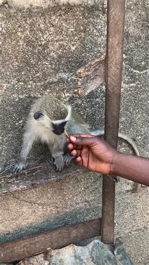 Monkey rejection reaction