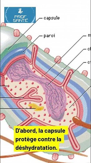 La capsule bactérienne : à quoi sert-elle ?