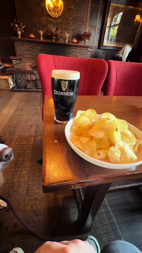 Ozzy the Springer Spaniel's Hilarious Taste Test