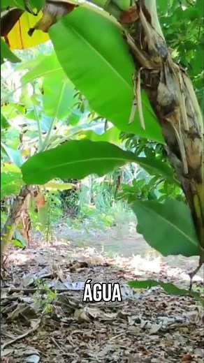“Produz fruto, produz água — o poder da cobertura do solo no campo!”