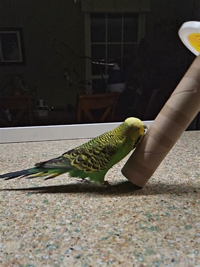 Funny Bird Moments That Will Make You Laugh