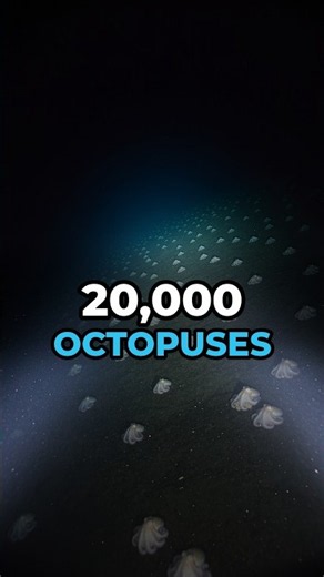 20,000 Octopuses Gather Two Miles Down 🐙