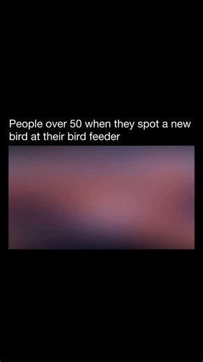 MEMES on Instagram: "😂 A bird feeder is a container or device that holds food for birds, usually placed outdoors to attract them. People hang or mount bird feeders in their yards, gardens, or on windows so birds can easily find and eat seeds, suet, nectar, or other food. Different types of feeders attract different birds — for example, tube feeders are good for small birds like finches, platform feeders attract larger birds, and hummingbird feeders use sugar water instead of seeds. Bird feeders