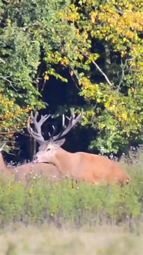 Deer Encounter: Nature's Unique Dynamics