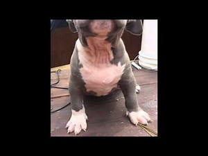 Blue Nose Pitbull, Blue nose pitbull puppies for sale