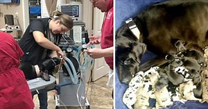 Team of 7 vets help Great Dane deliver 19 puppies, all live and healthy