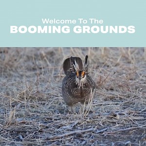 44 reactions · 5 comments | See the Prairie Chickens perform their...