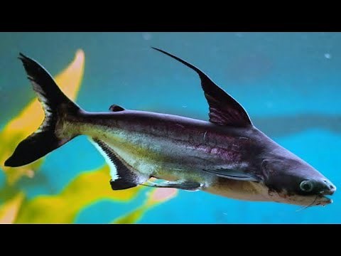 How To Take Care Of Genghis Khan Fish To Get Big Fast And Healthy || Genghis Khan Fish