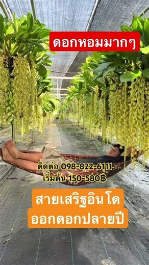 กล้วยไม้สายเสริฐอินโด ดอกหอม #orchid #กล้วยไม้ #กล้วยไม้ไทย #สายเสริฐ