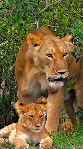 A protective moment between a lioness and her cub! These amazing moms always check their surroundings before settling down with their babies. Fun Fact: Lionesses move their cubs to a new den every few days to keep them safe from predators - they can carry cubs gently in their mouths for up to 2 miles! #Lioness #LionCubs #WildlifeFacts #BigCatFamily #SafariMoment | Listpull