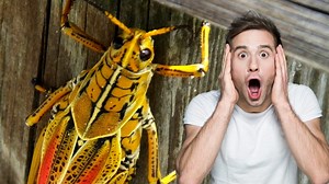 Hundreds Of Giant Orange Grasshoppers Take Over Florida Man's Home