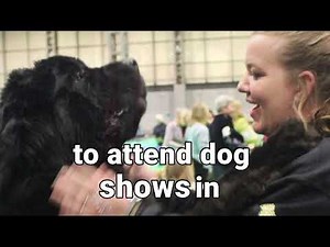 What it’s like to live with a Newfie// The giant dog that takes over your life.