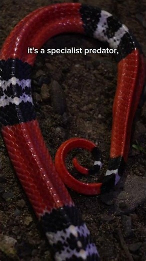 Kinabalu Red-headed Krait