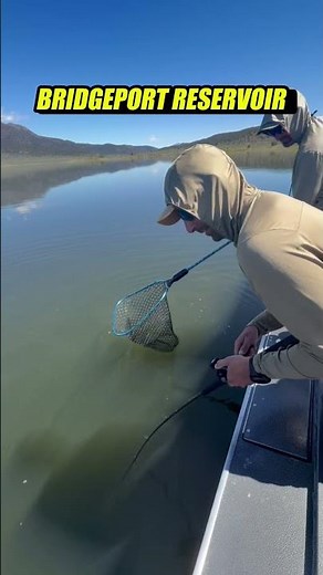 Giant Rainbow Trout Action at Bridgeport Reservoir!