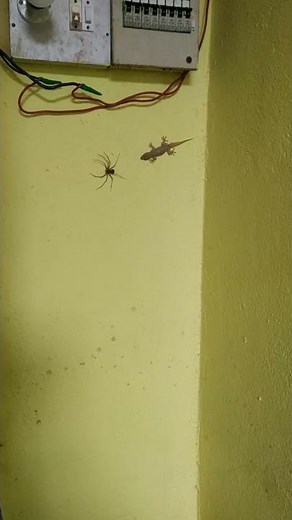 Lizard eating spider. #wildlife#lizard #spider