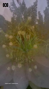 8.3K views · 326 reactions | Ever seen a dragon fruit cactus in...