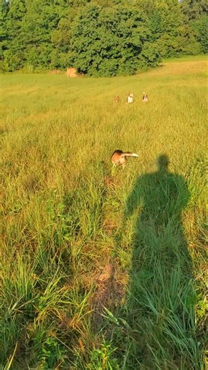 9.4K views · 231 reactions | Get that rabbit little Joe Cartwright. | Catron's Kennel | Facebook