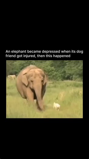Tara the Elephant and Bella the Dog: An Unforgettable Bond