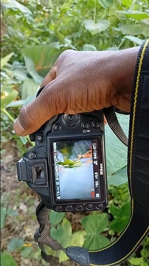 Nikon D5000 Camera #shortsfeed #nikon7500 #trending #photoshoo