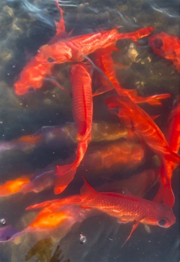 Choose Your Favorite Mixed Plate for Dinner