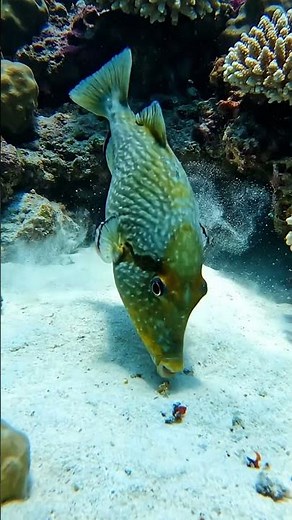 Triggerfish Quietly Feeding on a Tropical Coral Reef