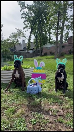Happy Easter from the best Easter Boxers around 🐣 #billjacksontheboxerdog #tysonfurytheboxerdog