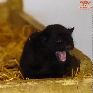 890K views · 128K reactions |  Inka was such a delight as a cub and here is one of the magical moments we were able to capture! Here she is trying to get mums attention but Keira was too busy trying to get some shut eye! | The Big Cat Sanctuary | Facebook