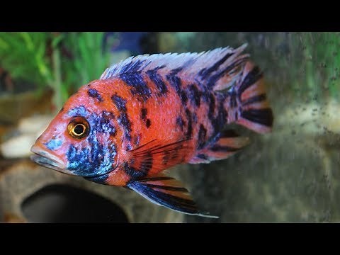 Evil Fish! Stopping Aggression In Your Aquarium! Fish Fighting!