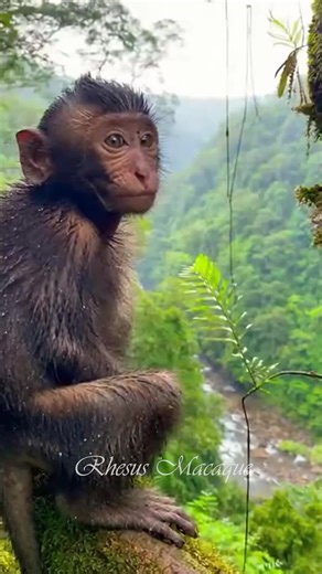 #viral #monkey #fyp #newborn #money