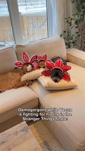 Luna The Pittie 🌙 on Instagram: "Demogorgons were at my house partying on New Year’s Eve. They deserved a break from fighting 😂 - #strangerthings #demogorgon #petsofinstagram #dogsofinstagram #catsofinstagram"