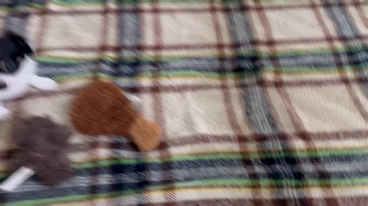 Chihuahua puppy for sale