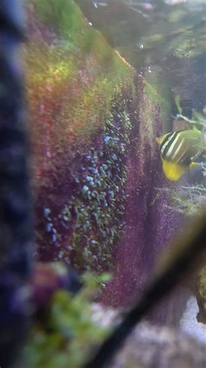 Natural microalgae growing on the back wall of my reef tank.