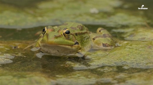 Tunisia, has been the land of multiple civilizations, from the ancient Capsian hunter-gatherers to the Romans. This rich tapestry of cultures has woven together to form the unique country we see today. But this diversity is not confined to its people alone. Situated on the most Northern region of the African continent and nestled in the heart of the Mediterranean, Tunisia is a sanctuary for an array of species. Our documentary, Wildlife Wonders, seeks to celebrate this biodiversity and unveil it