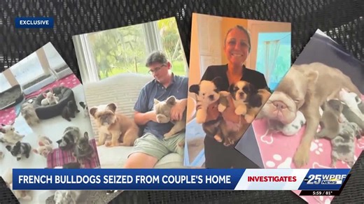 Florida couple fights to reclaim 50 French bulldogs worth $1.2 million seized from Fort Pierce home