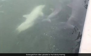 Watch: Rare White Dolphin Calf Spotted Swimming In Florida
