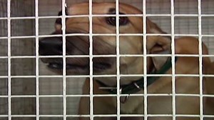 Couple rescues thousands of greyhounds | CNN