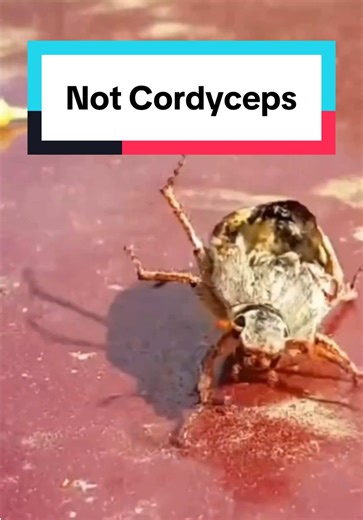 Understanding Decentralized vs Centralized Nervous Systems