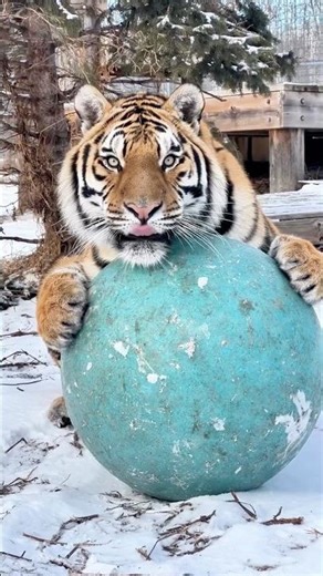 Tiny Tiger Turns Into a Wild Beast!🐯😱